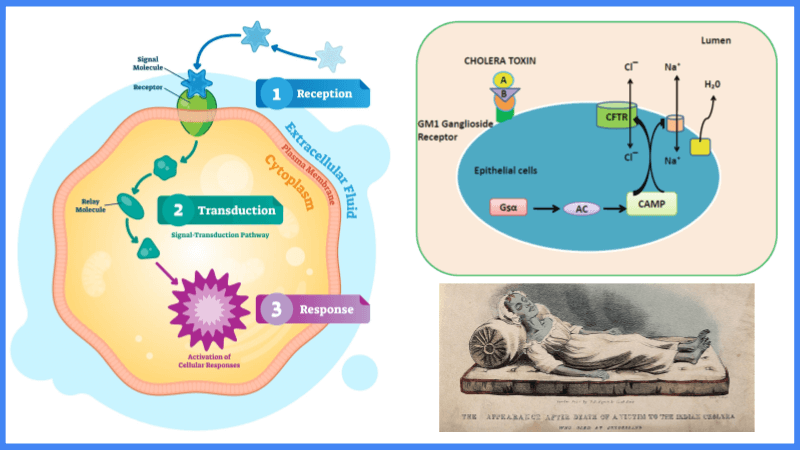 Cell Signaling – Comprehensive Unit Plan