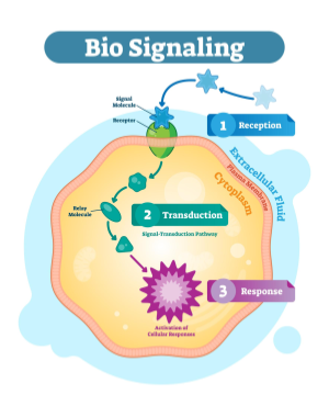 Cell signaling