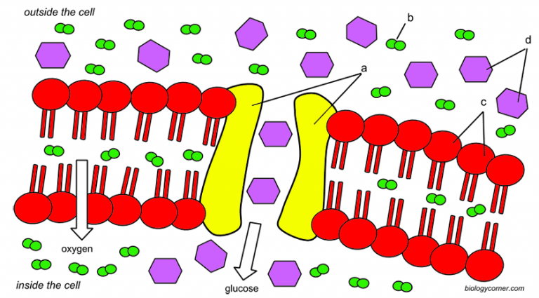 Reinforcement: Cell Structures and Functions with Labeling