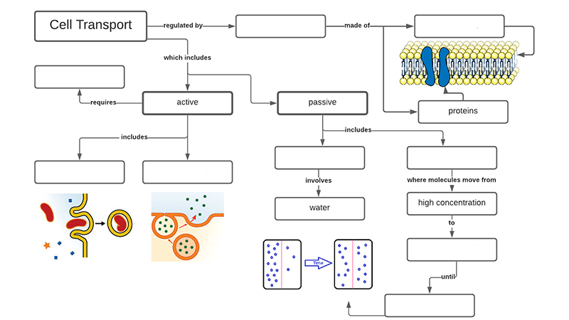 Cell Membrane Activity Worksheet Worksheets For Kindergarten