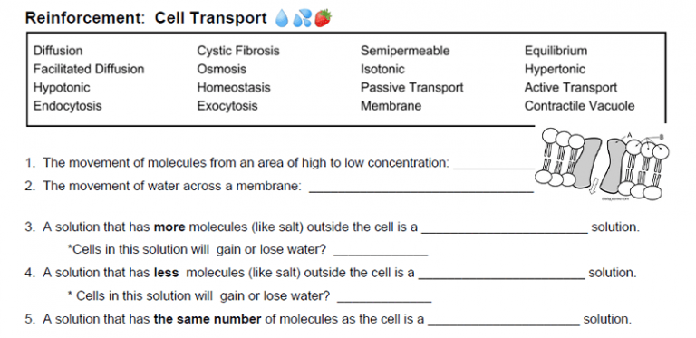 Cell Membrane Transport Graphic Organizer