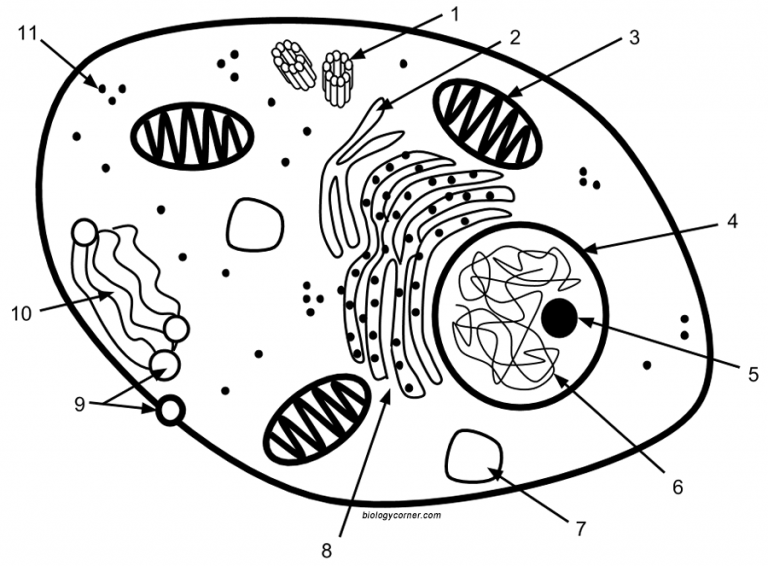 Reinforcement: Label the Structures of the Cell