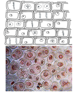 Mitosis in an Onion Cell