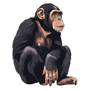 chimpanzee