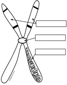 Chromosome Structure - A Simple Labeling Exercise