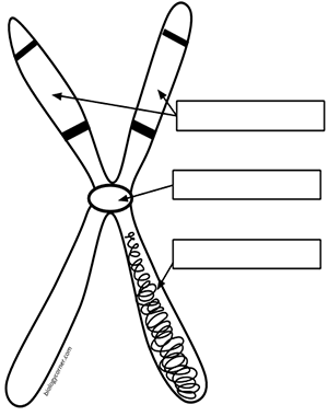 Chromosome Structure (Labeling)