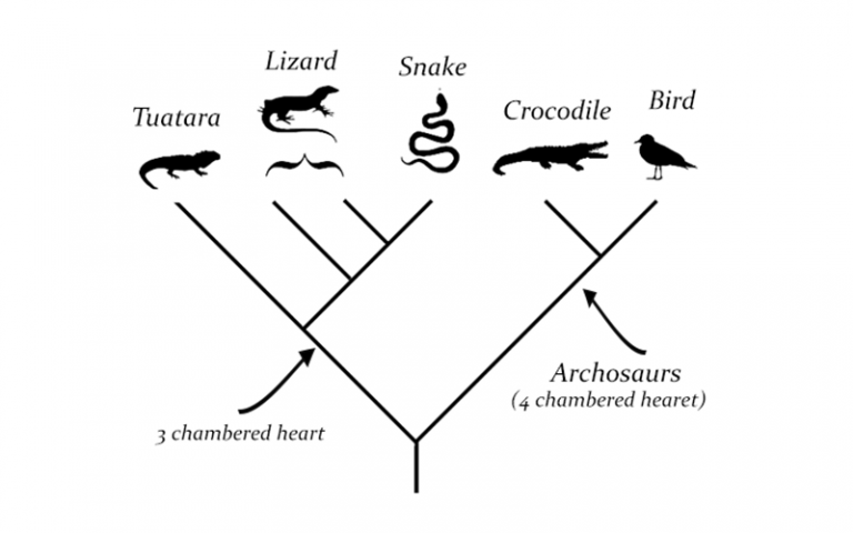 How Does a Cladogram Reveal Evolutionary Relationships?