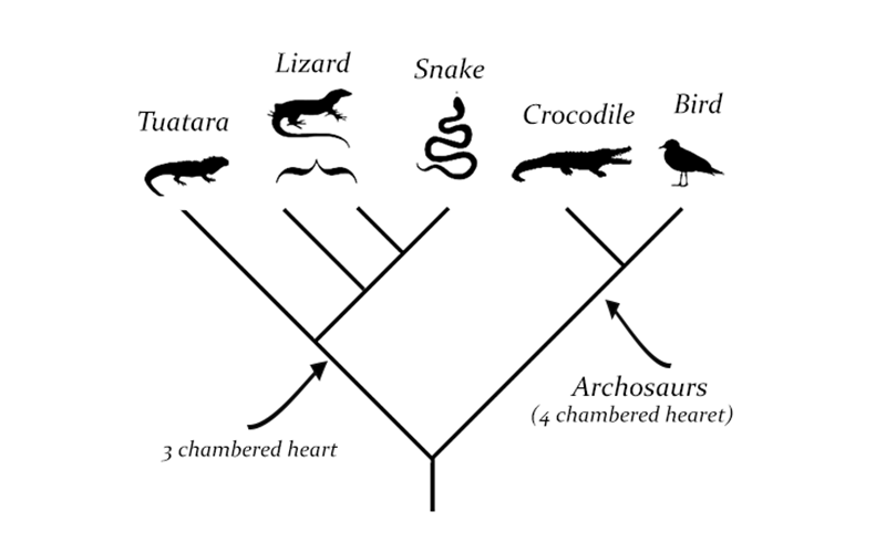 animal evolution cladogram