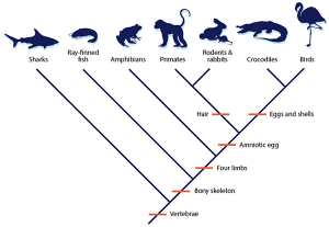 Construct a Chordate Cladogram – Guided Learning