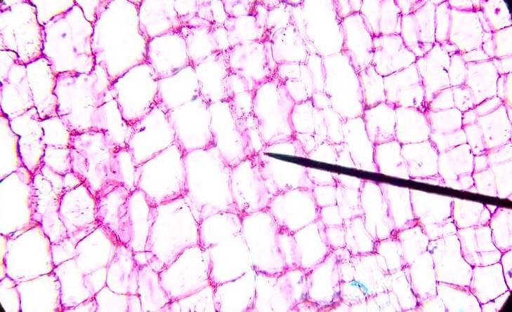 cork cell under microscope