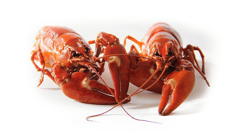 Investigation: Explore the Anatomy of a Crayfish