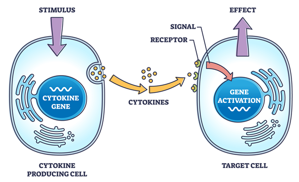 cytokine signaling