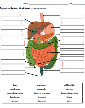 Label Structures of the Digestive System