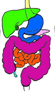 Digestive Concept Map