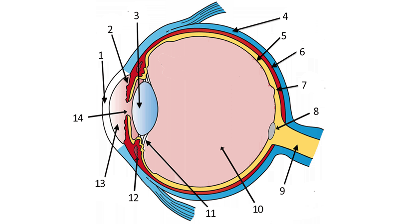 Diagram Of The Eye With Labels