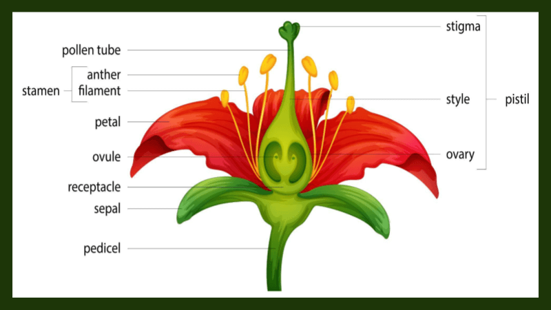 Learn Flower Anatomy with Dissection