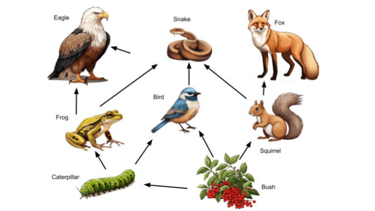 The Biology Corner – Resources for Teachers