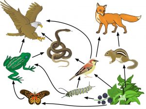 Identify Producer and Consumers on a Food Web