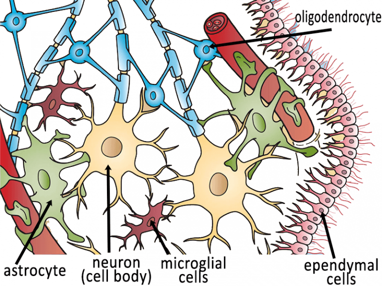 Glial Cells Diagram