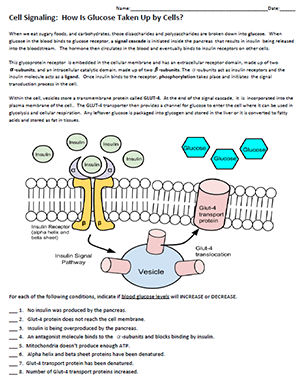 Interpreting Graphics - How Is Glucose Taken Up by Cells