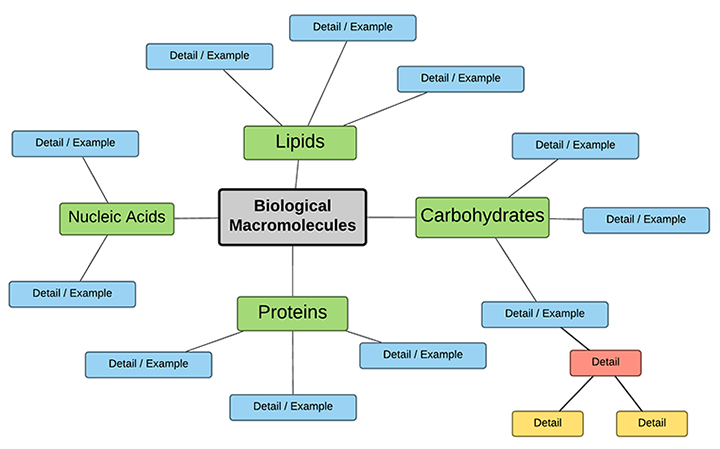 Graphic Organizer Biomolecules 
