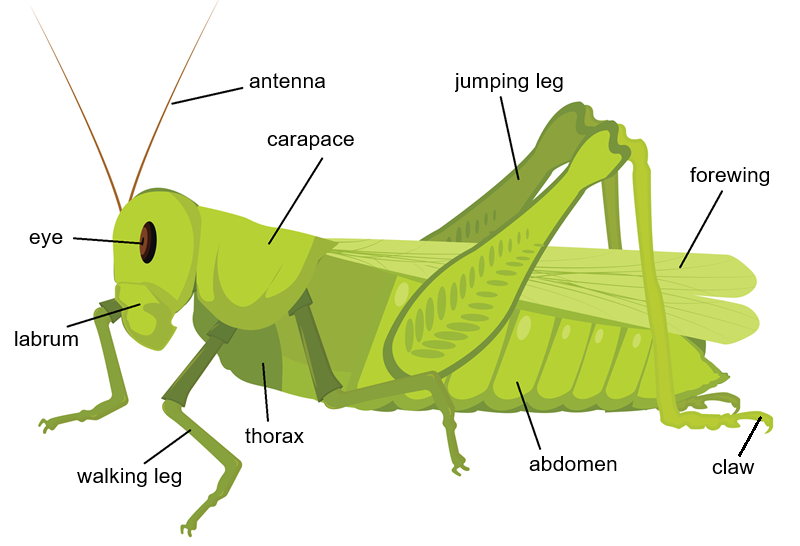 grasshopper labeled