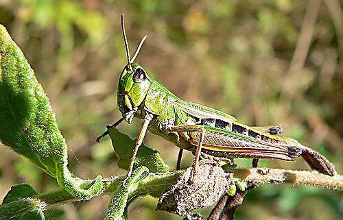 grasshopper external diagram