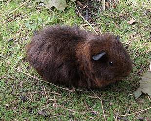 Practice Dihybrid Crosses With Guinea Pigs