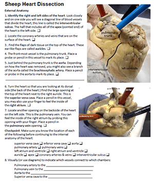 Sheep Heart Dissection Guide