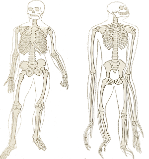 chimpanzee hand skeleton compared to human