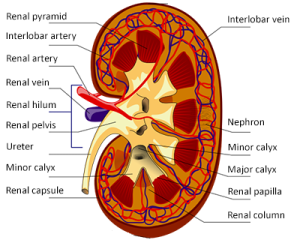 Urinary System – Label the Kidney and Nephron