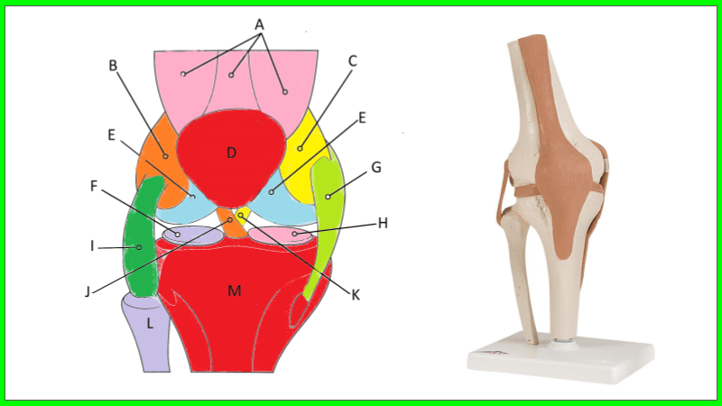 Understanding Knee Anatomy with Coloring