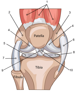 knee anatomy