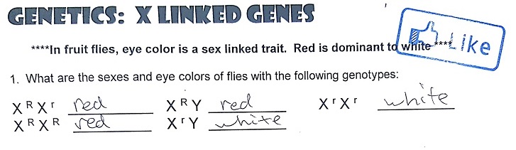 Practice Genetics Sex Linked Genes Free Hot Nude Porn Pic Gallery 2268
