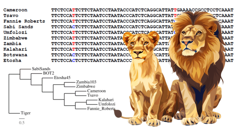 Create a Lion Phylogenetic Tree with Gene Sequences