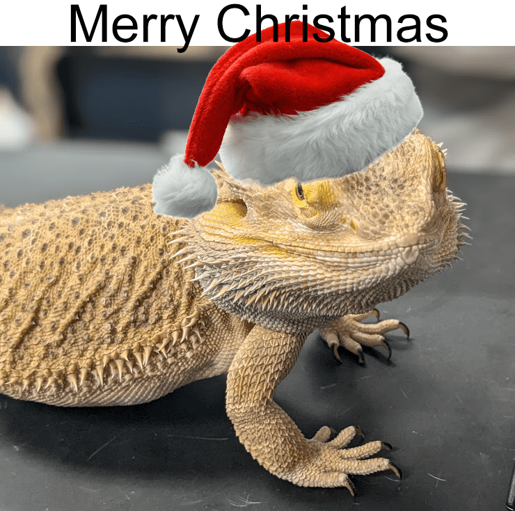 lizard in a santa hat with Merry Christmas text