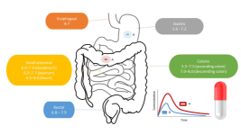 digestive system