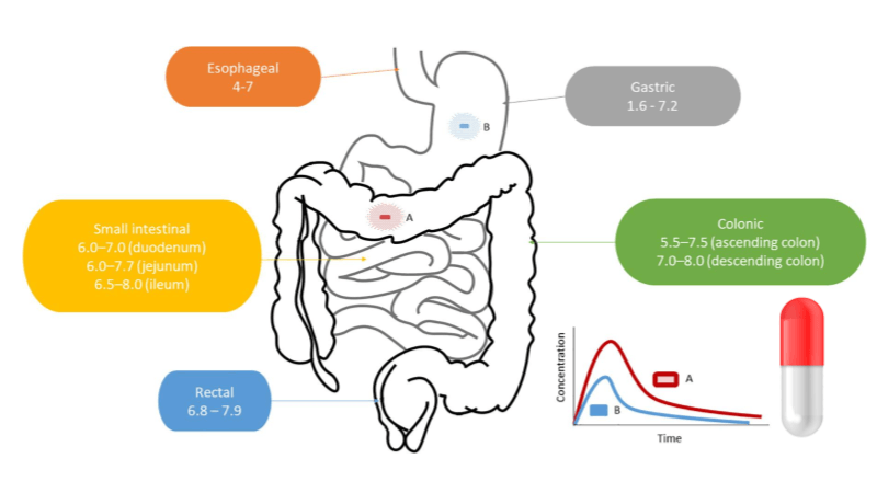 Exploring Medication and Bioavailability