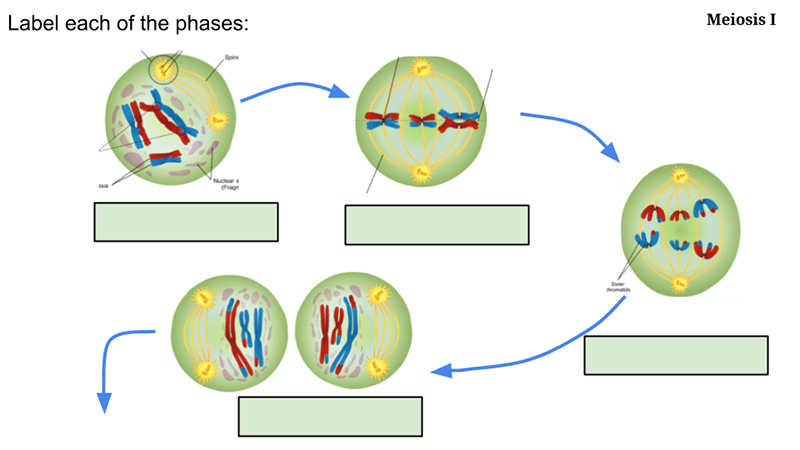 Meiosis Worksheet Answer Key Biology Corner Using Worksheets Suggests 