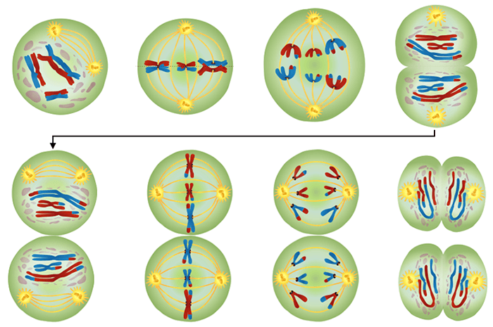 Meiosis Worksheet Answer Key Mitosis And Meiosis Worksheet Answer Key Match The Term To The 