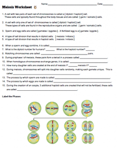 Meiosis Worksheet