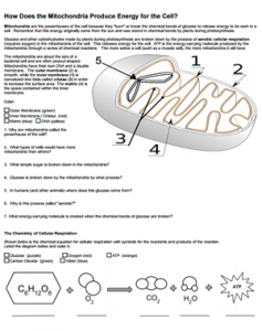 How Mitochondria Produce Energy for the Cell