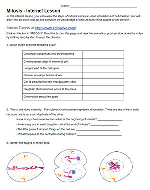 Mitosis-Internet Exploration