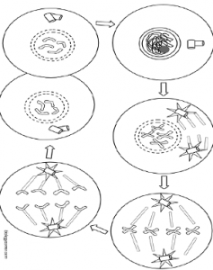 Www.biologycorner.com Mitosis Coloring Worksheet Answer Key + My PDF