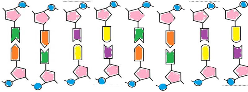 Construct a DNA Model