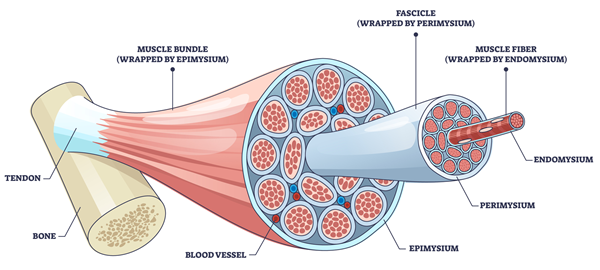 muscle fiber