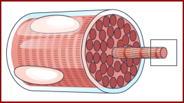 muscle fiber