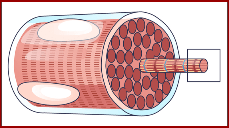 Labeling for Understanding Muscle Structure