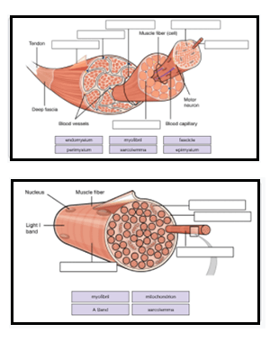 Skeletal Muscle Tissue Labeled Diagram