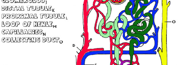 The Biology Corner